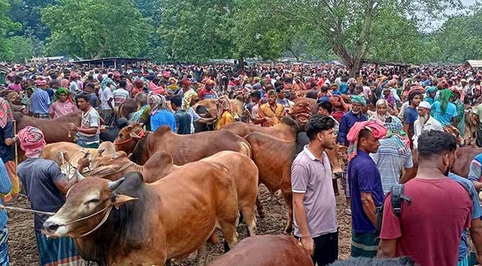 ঈদে দেশজুড়ে বসছে ৩৬০০ পশুর হাট