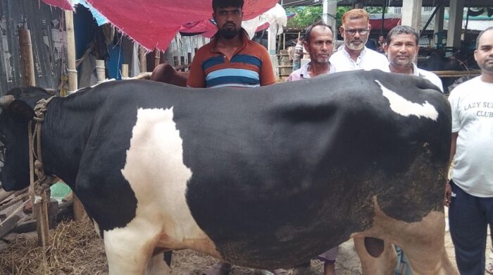 মাদারীপুর হাটে বড় গরুর দাপট, ভিড় ক্রেতাদের