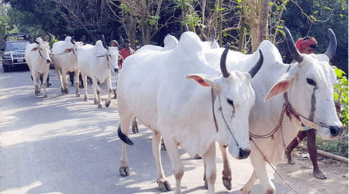 ভারত থেকে গরু আমদানির অনুমতিপত্র ভুয়া