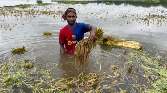 টানা বৃষ্টিতে মৌলভীবাজারে বোরো ধান নষ্ট