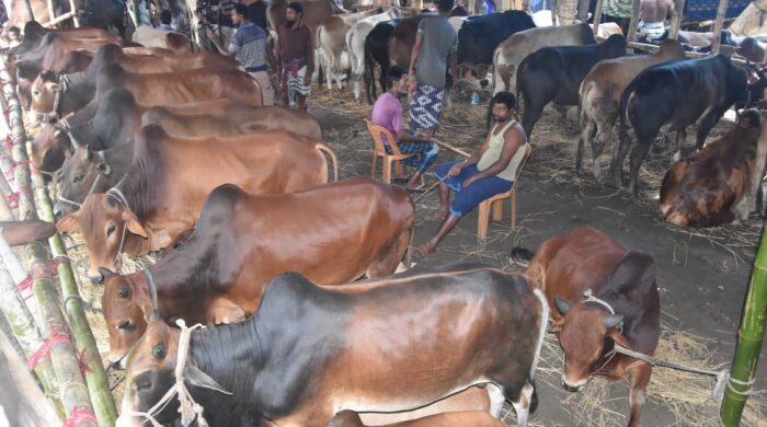পটিয়ায় ৬০ হাজার কোরবানির পশু প্রস্তুত