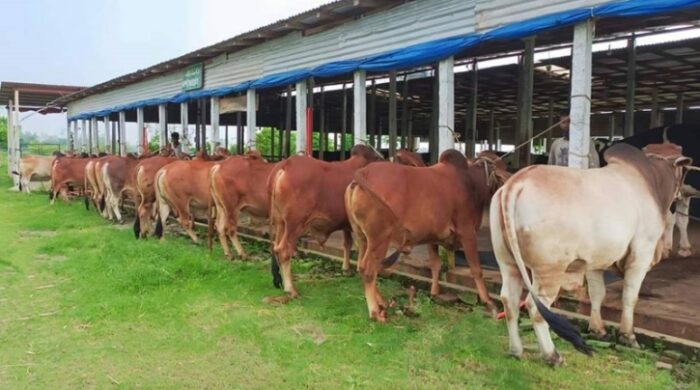 যশোরের কোরবানির বাজার ঘিরে খরচের চাপ, লাভে অনিশ্চয়তা