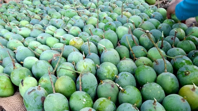 সাতক্ষীরার আম বাজারে নতুন অর্থনৈতিক উত্থান