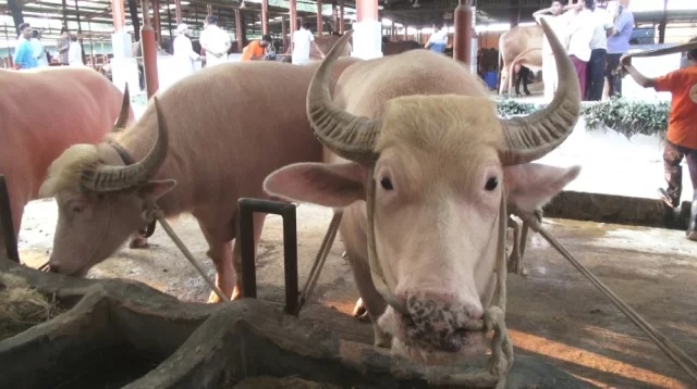 নারায়ণগঞ্জে ভাইরাল মহিষ নেতানিয়াহু, দেখতে ভিড় মানুষের