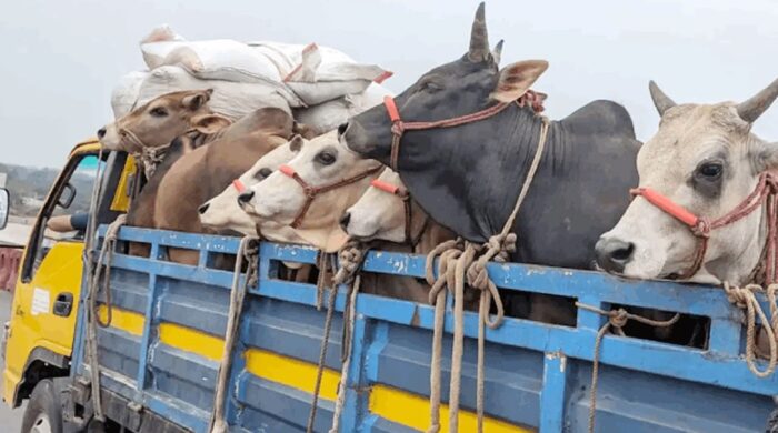 কোরবানি ও পশু পরিবহনে আইন না মানলেই শাস্তি