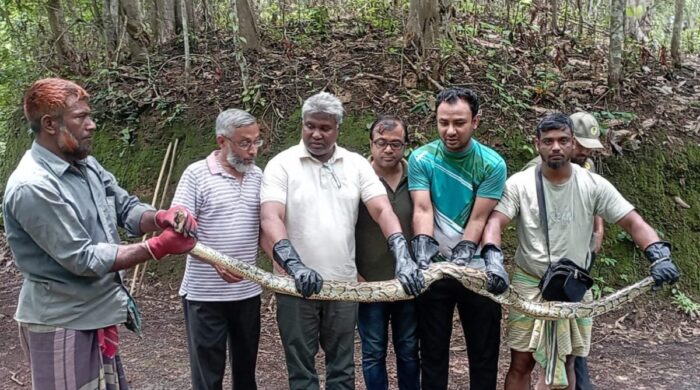 হার্ডওয়্যারের দোকানে মিলল ২৮ কেজির অজগর