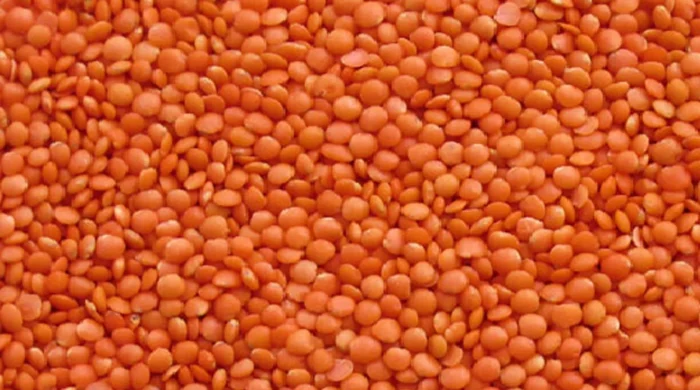 ১০ হাজার টন মসুর ডাল ক্রয়