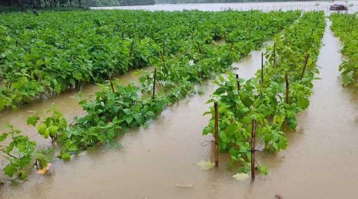 ১৪ হাজার হেক্টর কৃষিজমি তলিয়ে, বাড়ছে ক্ষতির হিসাব