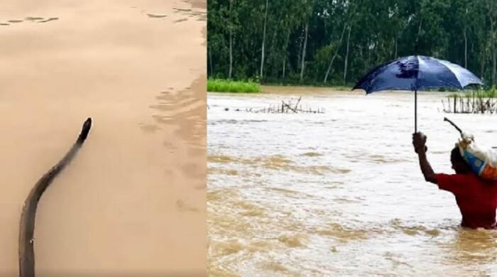 চট্টগ্রামে বন্যার প্রকোপে সাপের উপদ্রব, আহত ৭৫