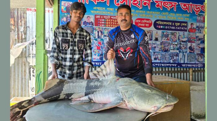 পদ্মার দুই বাঘাইড় বিক্রি, দাম উঠল ১ লাখ ১৪ হাজার