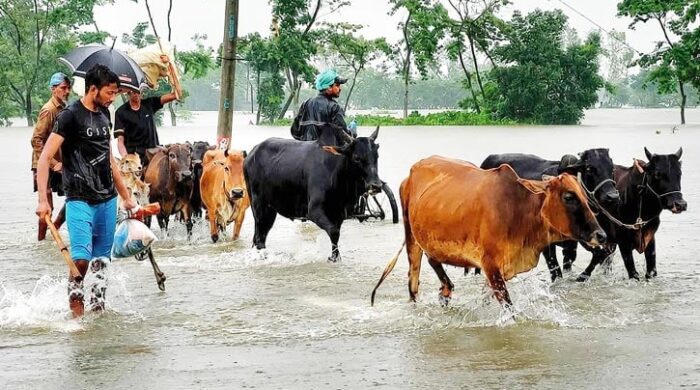 বন্যায় কৃষি-মৎস্যে বড় ধাক্কা, ক্ষতি শত কোটি