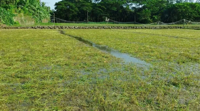 ১৬ হাজার হেক্টর ফসল নষ্ট,সহায়তার অপেক্ষায় কৃষক
