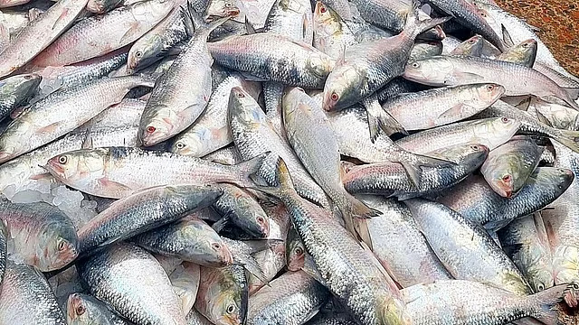 দাদনের ফাঁদে জেলেরা, সীতাকুণ্ডে সাধারণের নাগালের বাইরে ইলিশ