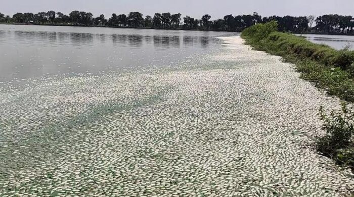 লোডশেডিংয়ে অক্সিজেন সংকটে সাড়ে ১৫ কোটি টাকার মাছ নিধন
