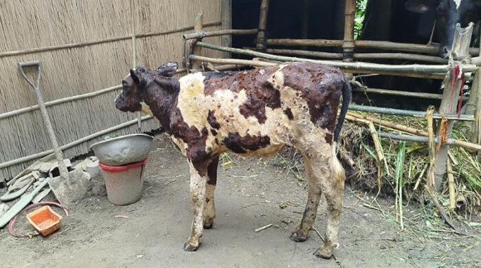 রাজবাড়ীতে লাম্পি স্কিনে বিপাকে গরুপালনকারীরা