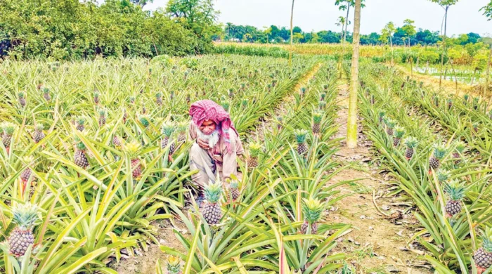 সমতলে আনারস চাষ, ভালো ফলনে খুশি কৃষক