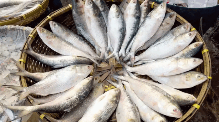 কমছে ইলিশ আহরণ, সামনে ২২ দিনের নিষেধাজ্ঞা