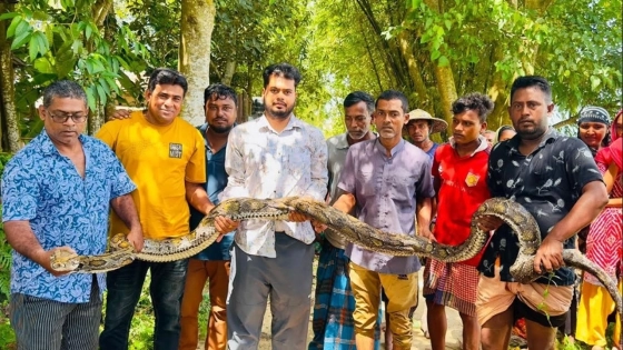 শ্রীমঙ্গলে বাড়ির আঙিনায় মিলল ১৮ ফুটের অজগর