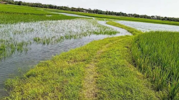 জলাবদ্ধতায় তলিয়ে গেল ৫০০ বিঘার আমন ধান
