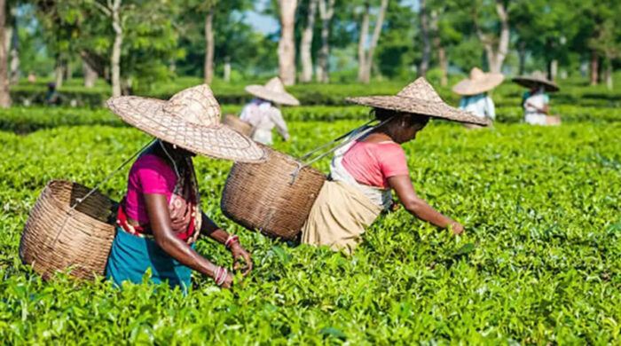 শ্রীমঙ্গলে চা-শ্রমিকদের ভাতা কম দেওয়ার অভিযোগ
