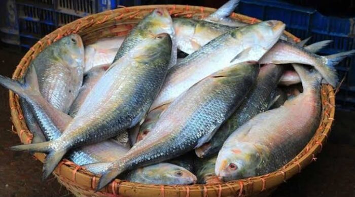 ভারতে ইলিশ রপ্তানি বন্ধের দাবিতে আইনি নোটিশ