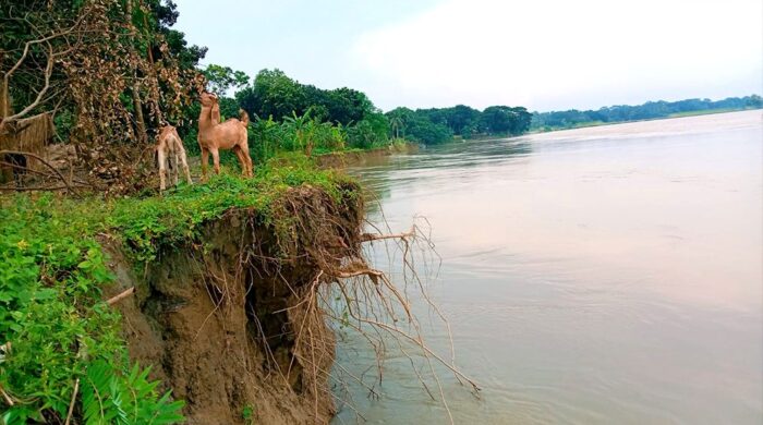 বর্ষার ভাঙনে ভিটেমাটি হারিয়ে দিশেহারা নদীপাড়ের মানুষ