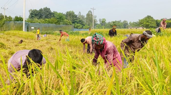 বাম্পার ফলনেও নওগাঁর কৃষকের মুখে হাসি নেই