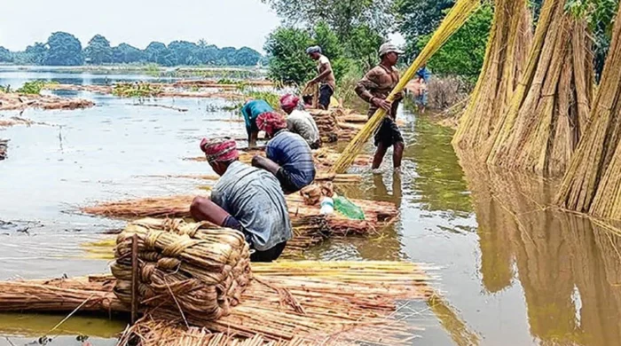 কুড়িগ্রাম সীমান্তে নদীপথে পাট পাচারের অভিযোগ