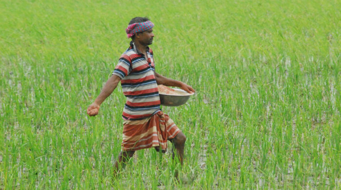 চাহিদার সঙ্গে মিলছে না সারের বরাদ্দ, বিপাকে কৃষক