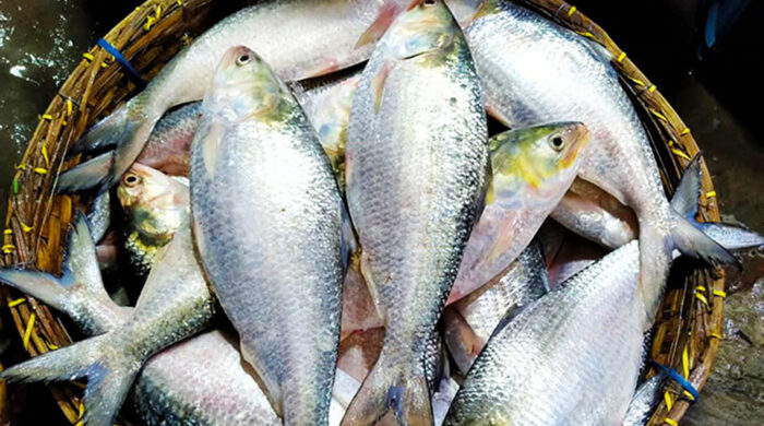 ইলিশের উৎপাদন বাড়াতে নতুন উদ্যোগ সরকারের