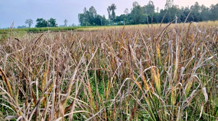 কুড়িগ্রামে আমনক্ষেতে মিলিবাগের আক্রমণ, ফলন নিয়ে শঙ্কা
