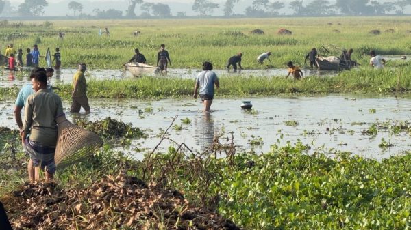 পলো বাওয়ার উৎসবে মাছের চেয়ে হতাশাই বেশি